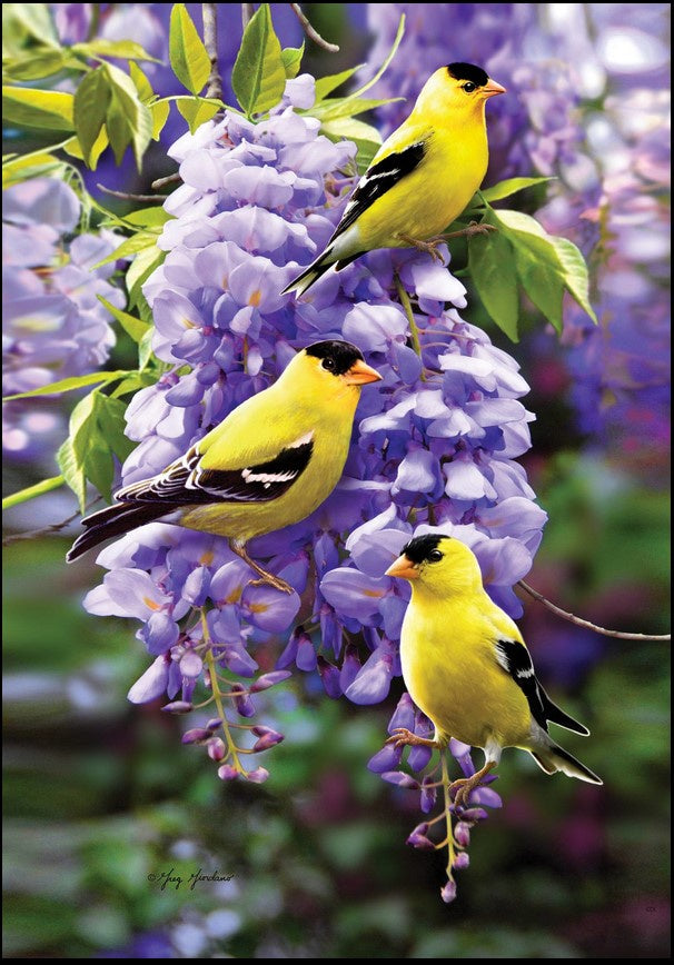 Goldfinch-Wisteria-Mail Box Cover-CD